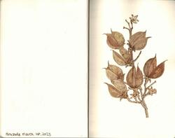 Watercolours botanical 10