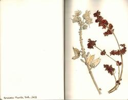 Watercolours botanical 11