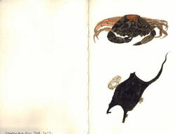 Watercolours botanical 12