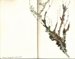 Watercolours botanical 13