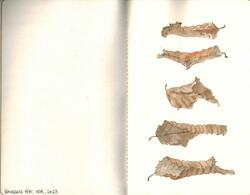 Watercolours botanical 1