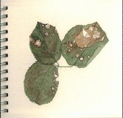 Watercolours botanical 4