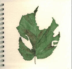 Watercolours: Botanical #1-19, 2018-2025