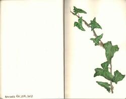 Watercolours botanical 9